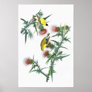 Amerikanische Vögel Goldfinch-Johns Audubon von Poster