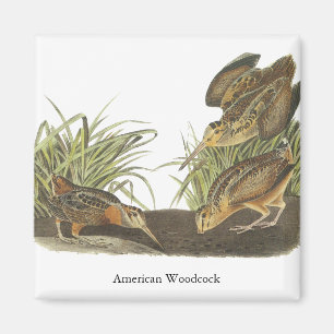Amerikanische Waldschnepfe, Druck Johns Audubon Magnet