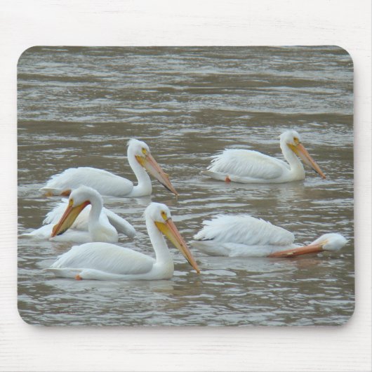 Amerikanische weiße Pelikane B16 Mousepad (Vorne)