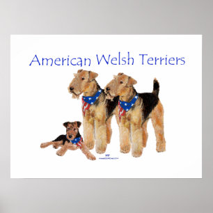 Amerikanische Welsh Terrier Poster