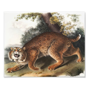 Amerikanische Wildkatze (Lynx Rufus) Illustration Fotodruck