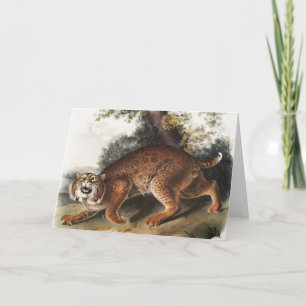 Amerikanische Wildkatze (Lynx Rufus) Illustration Karte