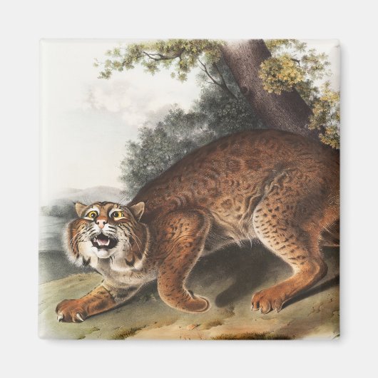 Amerikanische Wildkatze (Lynx Rufus) Illustration Magnet (Vorne)