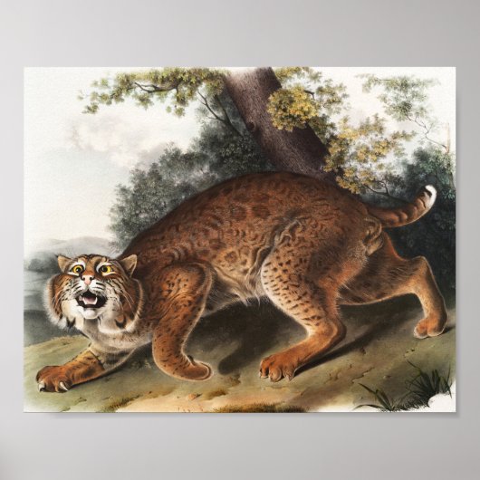 Amerikanische Wildkatze (Lynx Rufus) Illustration Poster (Vorne)