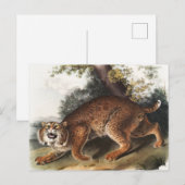 Amerikanische Wildkatze (Lynx Rufus) Illustration Postkarte (Vorne/Hinten)