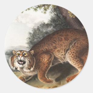 Amerikanische Wildkatze (Lynx Rufus) Illustration Runder Aufkleber