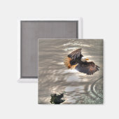 Amerikanischer Adler, der über den Ozean fliegt Magnet (Vorderseite/Rückseite)