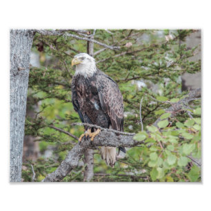 Amerikanischer Adler in einem Baum Fotodruck
