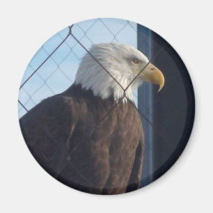 Amerikanischer Adler-Kühlschrankmagnet Magnet
