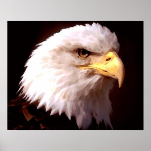 Amerikanischer Adler Weißkopfseeadler Poster Druck