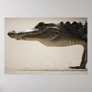 Amerikanischer Alligator, Alligator Poster