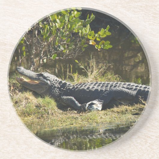 Amerikanischer Alligator erholt sich im Feuchtgebi Untersetzer (Vorne)