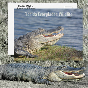 Amerikanischer Alligator Florida Everglades Wildti Postkarte