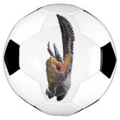 Amerikanischer Alligator - Florida wild lebende Ti Fußball (Gedreht)
