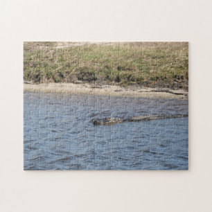 Amerikanischer Alligator im Sumpfwasser Floridas Puzzle
