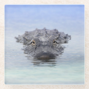 Amerikanischer Alligator – Lake Apopka Wildlife Dr Glasuntersetzer