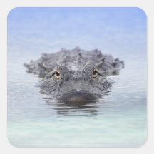 Amerikanischer Alligator – Lake Apopka Wildlife Dr
