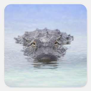 Amerikanischer Alligator – Lake Apopka Wildlife Dr Quadratischer Aufkleber
