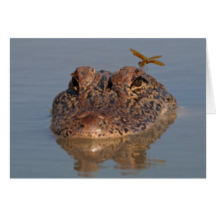 Amerikanischer Alligator mit Libellenfliege