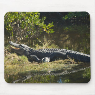 Amerikanischer Alligator ruht sich entlang eines F Mousepad