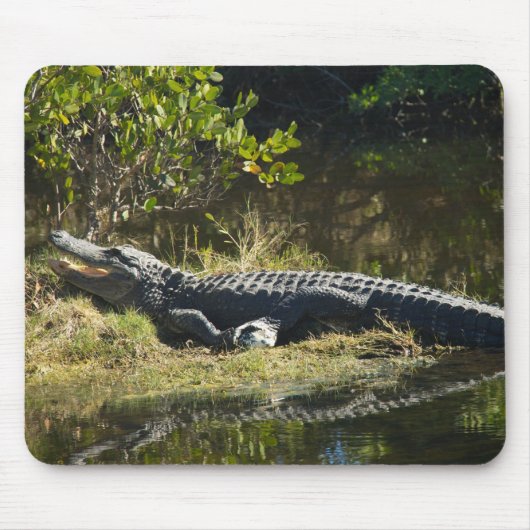 Amerikanischer Alligator ruht sich entlang eines F Mousepad (Vorne)
