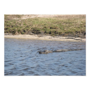 Amerikanischer Alligator schwimmt im Fluss - Wildl Fotodruck