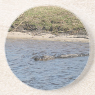 Amerikanischer Alligator schwimmt in den Florida-S Sandstein Untersetzer