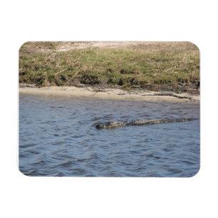 Amerikanischer Alligator schwimmt in einer Marsch- Magnet