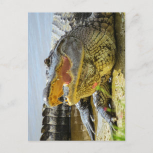 Amerikanischer Alligator von Angesicht zu Angesich Postkarte