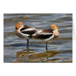 Amerikanischer Avocet