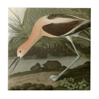 Amerikanischer Avocet Fliese