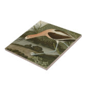 Amerikanischer Avocet Fliese (Seite)