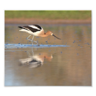 Amerikanischer Avocet im Teich Fotodruck