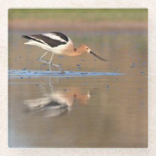 Amerikanischer Avocet im Teich Glasuntersetzer