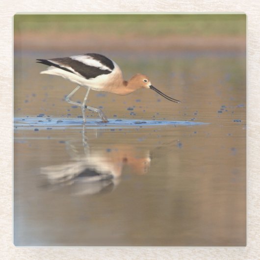 Amerikanischer Avocet im Teich Glasuntersetzer (Vorderseite)