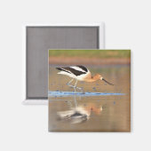 Amerikanischer Avocet im Teich Magnet (Vorderseite/Rückseite)