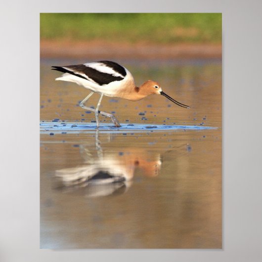 Amerikanischer Avocet im Teich Poster (Vorne)