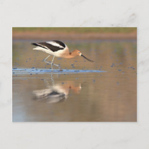 Amerikanischer Avocet im Teich Postkarte