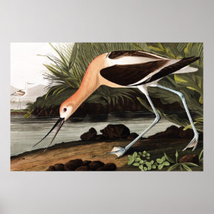 Amerikanischer Avocet Poster