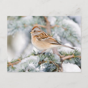 Amerikanischer Baumammer im Winter Postkarte