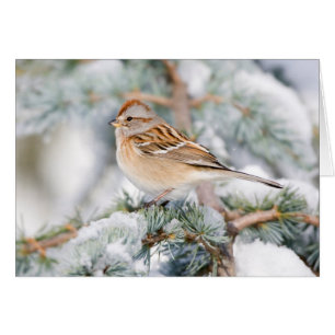 Amerikanischer Baumspatz im Winter