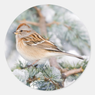 Amerikanischer Baumspatz im Winter Runder Aufkleber