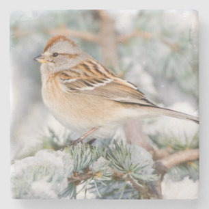 Amerikanischer Baumspatz im Winter Steinuntersetzer