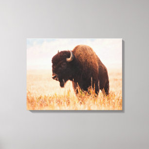 Amerikanischer Bison (Bison Bison) Bestand In Teto Leinwanddruck