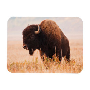Amerikanischer Bison (Bison Bison) Herde in Teton  Magnet
