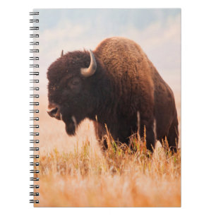Amerikanischer Bison (Bison Bison) -Herde in Teton Notizblock