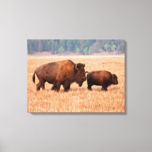 Amerikanischer Bison (Bison bison) Kuh und Kalb Leinwanddruck