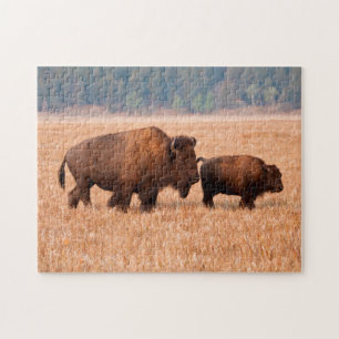 Amerikanischer Bison (Bison bison) Kuh und Kalb Puzzle