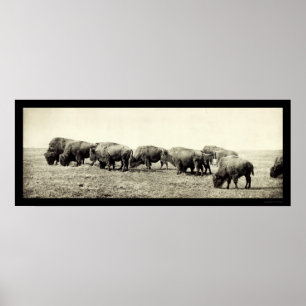 Amerikanischer Bison-Büffel-Foto 1906 Poster