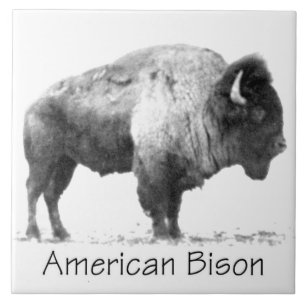 Amerikanischer Bison Fliese